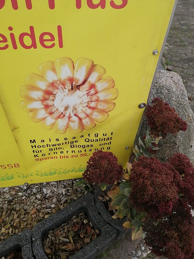 Bomford Bomford DYNA Drive 220, 260 & 300 Bodengetriebene Fräse für Greening-Randstreifen mit Pneumatikstreuer zur Einsaat Gülleeinarbeitung Reihenpflege in Sonderkulturen