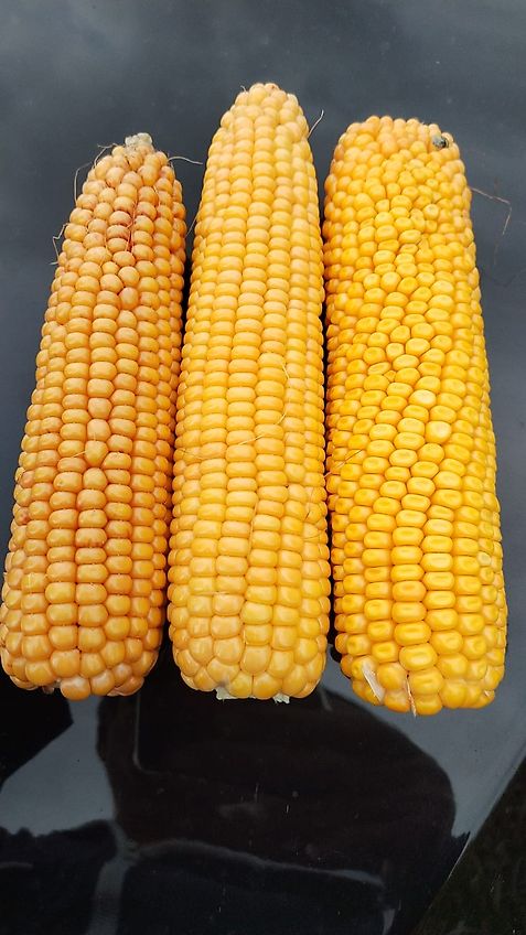 Rauch Rauch Aero 1212 bis 1224 Pneumatikstreuer Fahrgestell für Düngerstreuer FGS2500 EBE 25 Km/h zur Enlastung des Schleppers mit Zapfwellenbock & Dreipunktaufnahme des Pneumaticstreuers