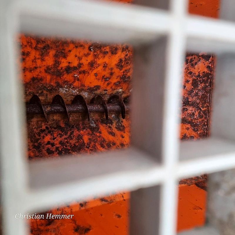 Gemeiner Salzstreuer